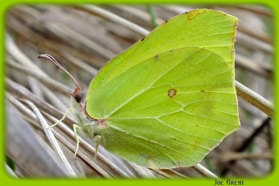 Gonepteryx rhamni - citromlepke