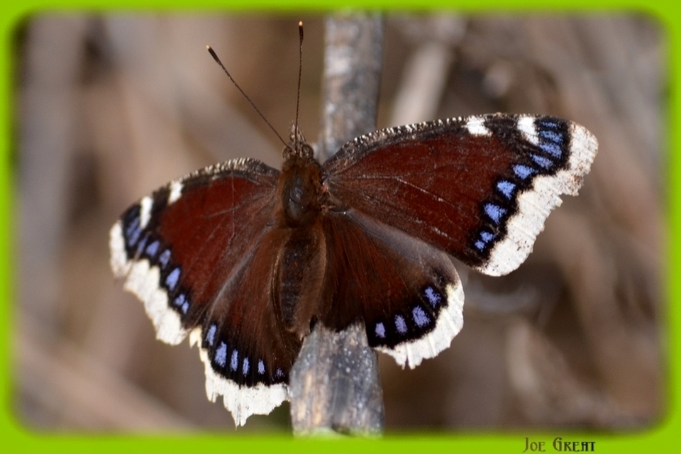 Nymphalis antiopa - gyászlepke