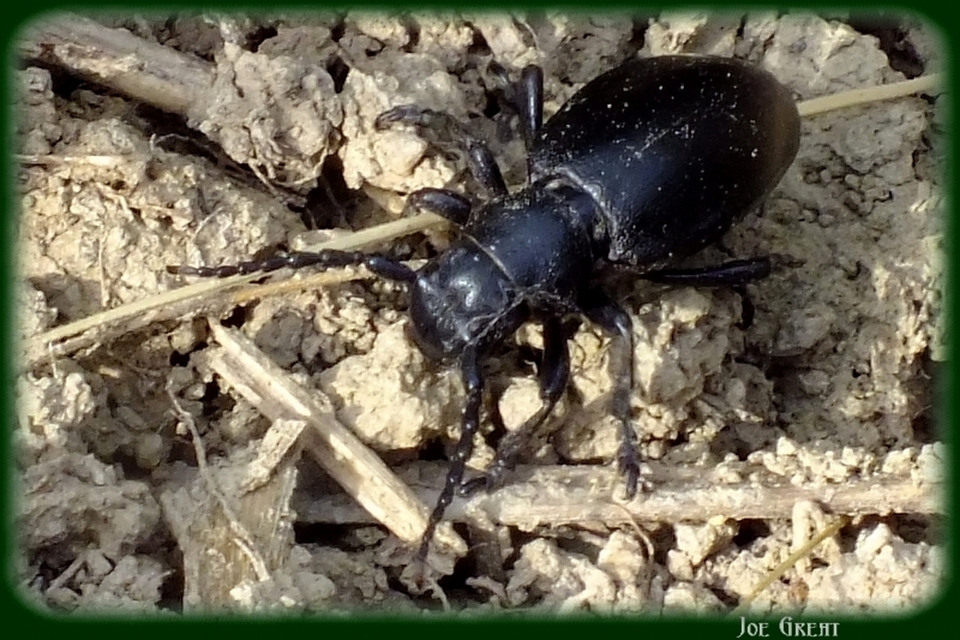 Dorcadion aethiops - fekete gyalogcincér