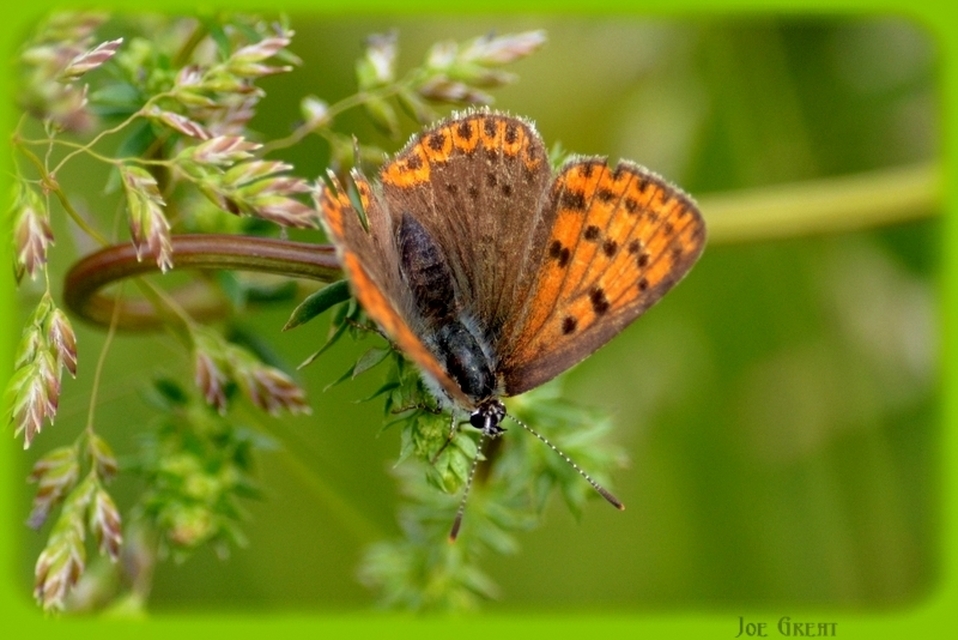 Lycaena tityrus - barna tűzlepke