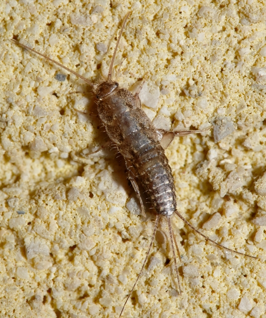 Zygentoma - Pikkelykék