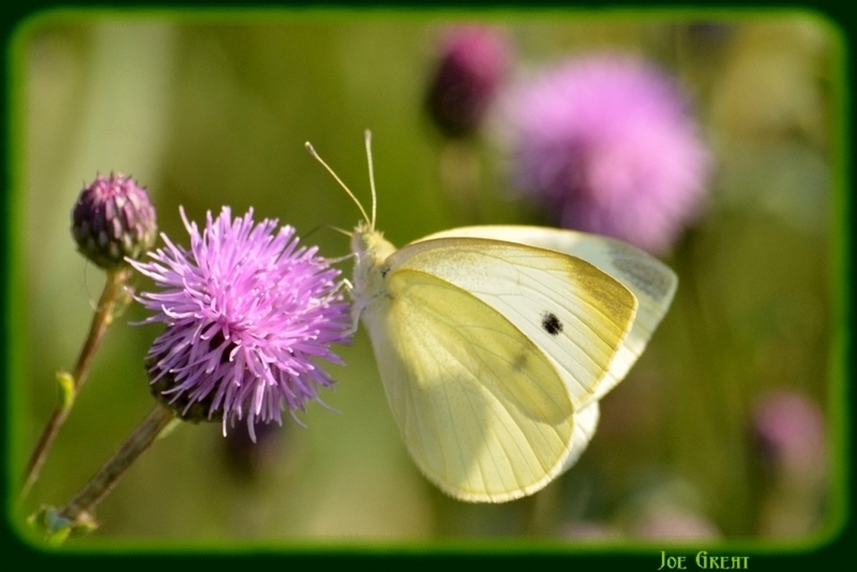 Pieris rapae - répalepke
