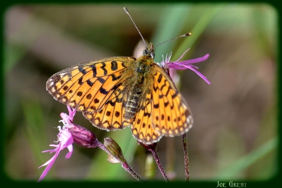 Boloria selene - fakó gyöngyházlepke