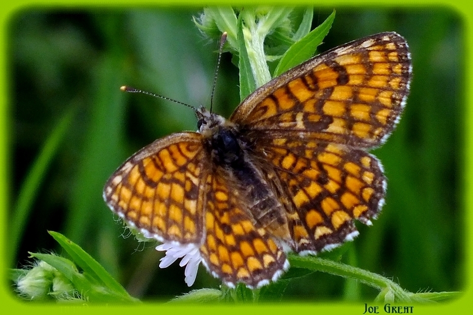 Melitaea phoebe - nagy tarkalepke