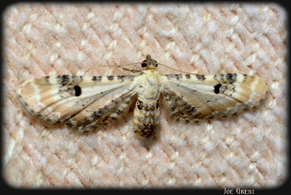 Eupithecia centaureata - búzavirág-törpearaszoló