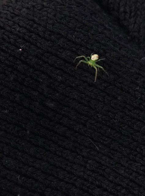 Ebrechtella tricuspidata - alakoskodó karolópók