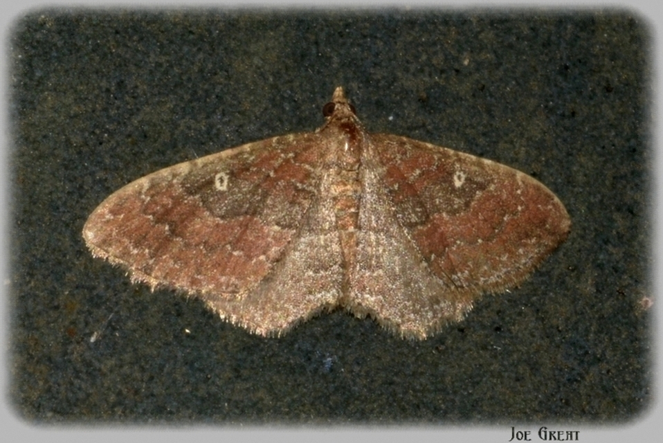 Orthonama obstipata - vándoraraszoló