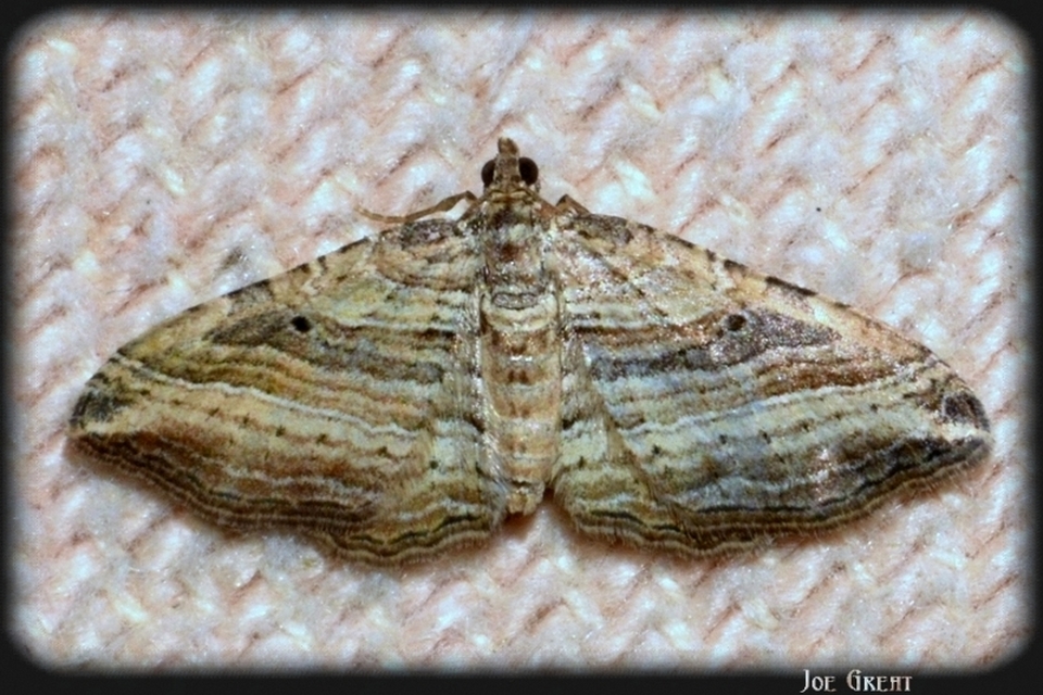 Costaconvexa polygrammata - soksávú araszoló