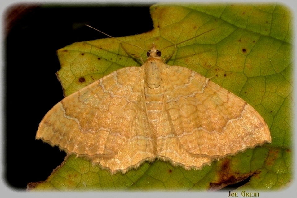 Camptogramma bilineata - kétvonalas sávosaraszoló