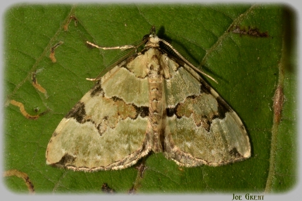 Colostygia pectinataria - zöld levélaraszoló