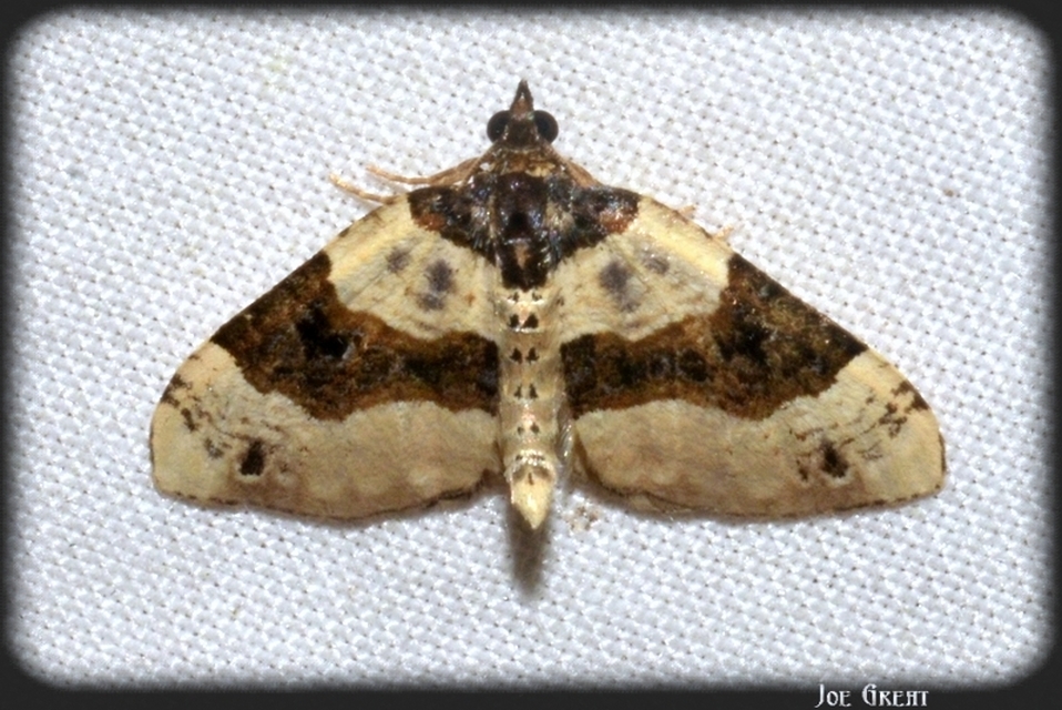 Cosmorhoe ocellata - szemes galajaraszoló