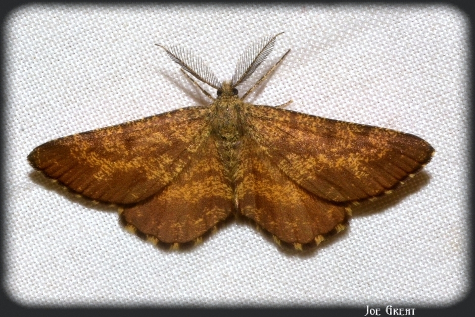 Ematurga atomaria - barna rétiaraszoló