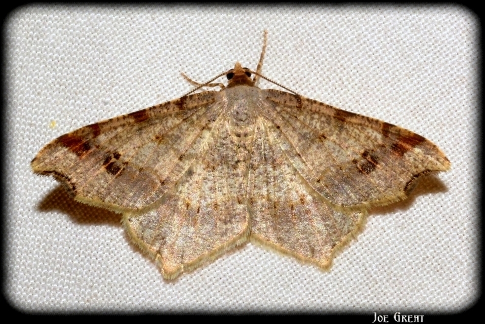 Macaria alternata - közönséges szürkearaszoló