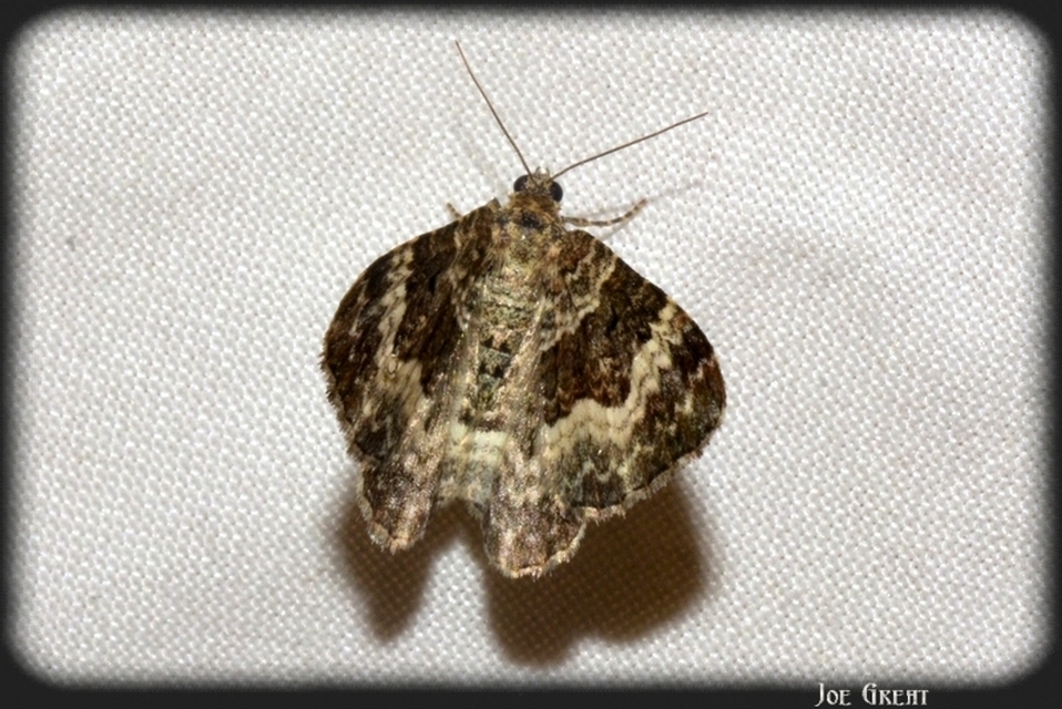 Epirrhoe alternata - galaj-tarkaaraszoló