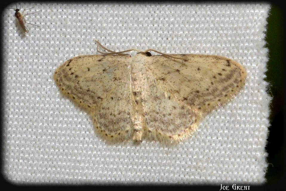 Idaea seriata - szürke apróaraszoló