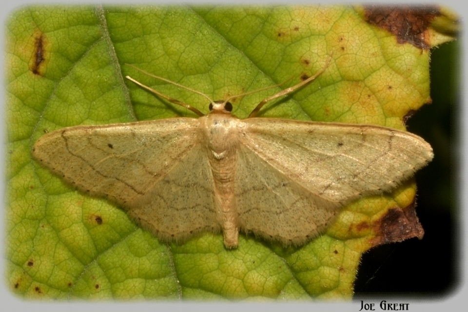 Idaea aversata - nagy sávosaraszoló