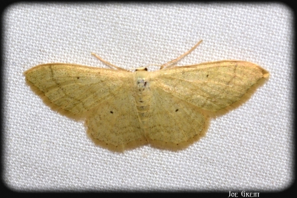 Idaea aversata - nagy sávosaraszoló