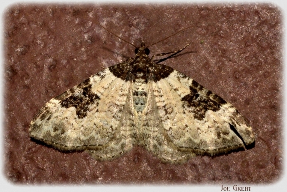 Xanthorhoe fluctuata - közönséges tarkaaraszoló