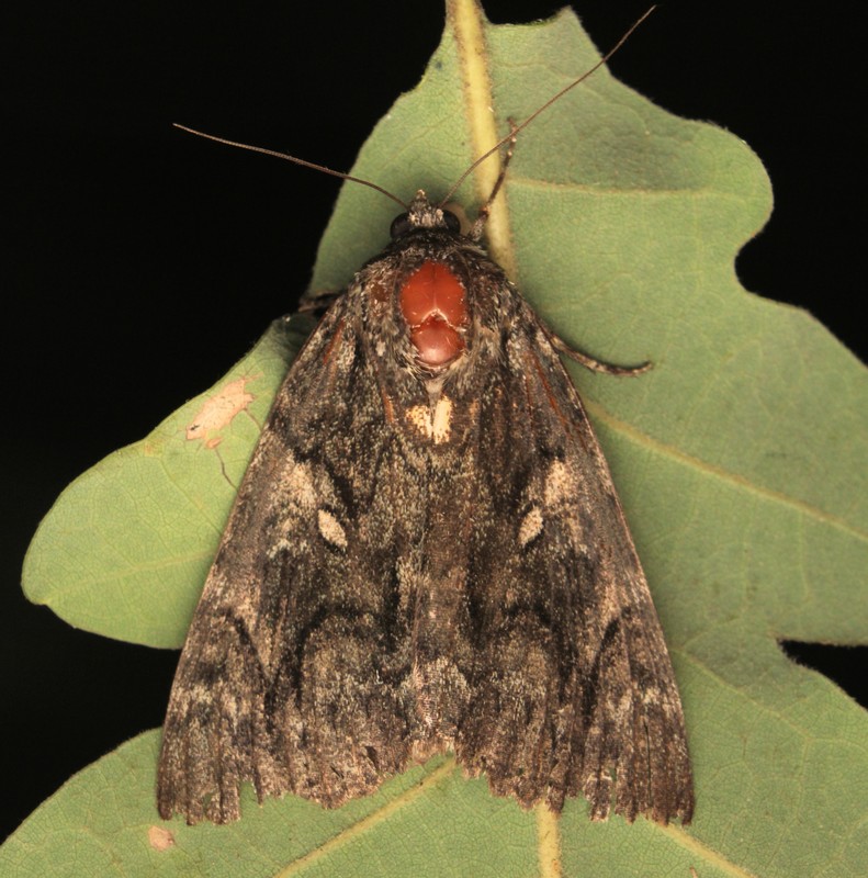 Catocala dilecta - nagy övesbagoly