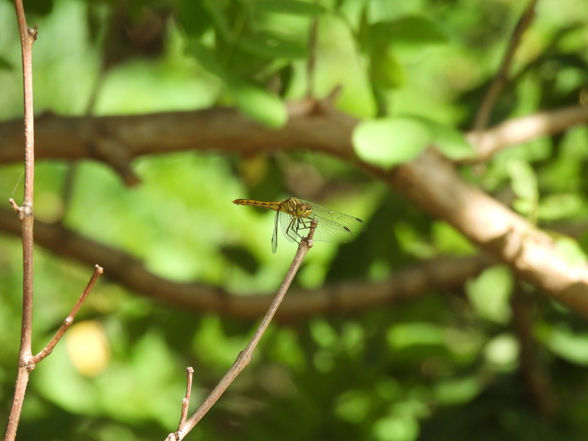 Sympetrum vulgatum - barkós katona-szitakötő