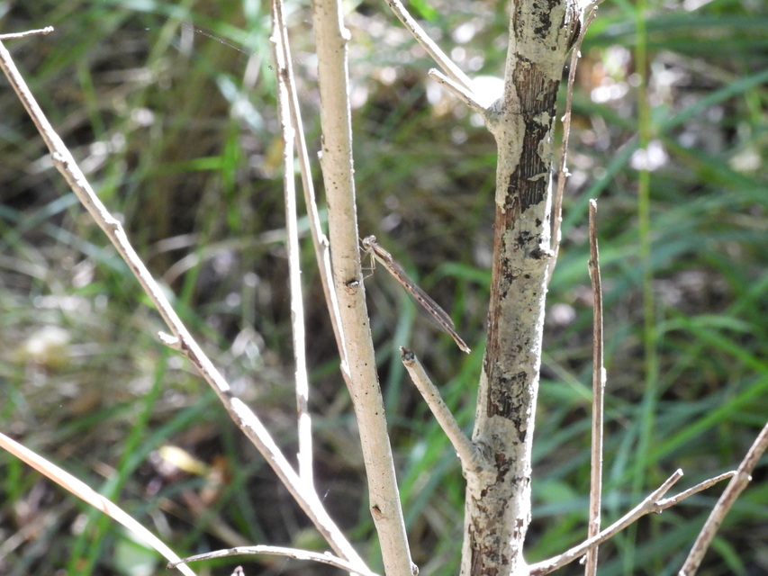 Sympecma fusca - téli rablószitakötő