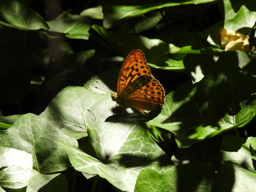 Argynnis paphia - nagy gyöngyházlepke