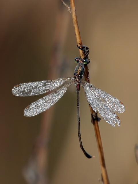 Chalcolestes viridis/parvidens