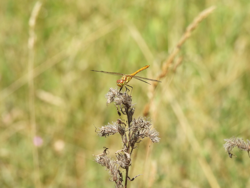 Sympetrum vulgatum - barkós katona-szitakötő