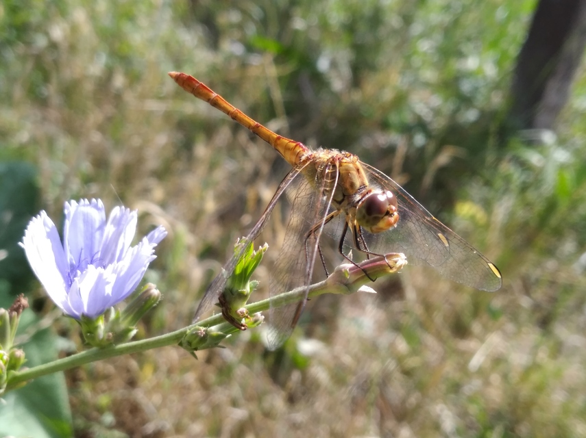 Sympetrum meridionale - fakó katona-szitakötő