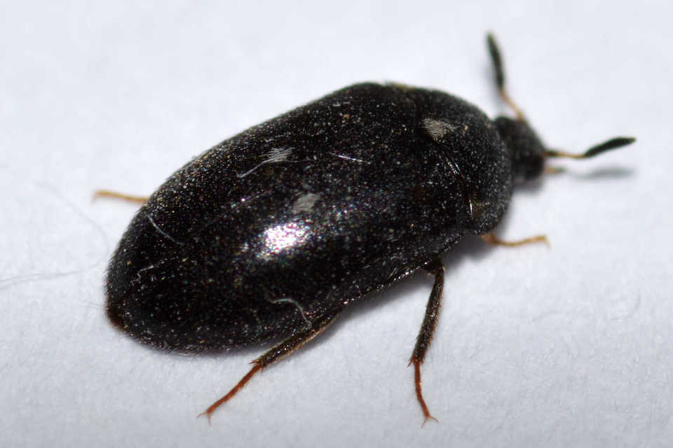 Attagenus pellio - közönséges szűcsbogár