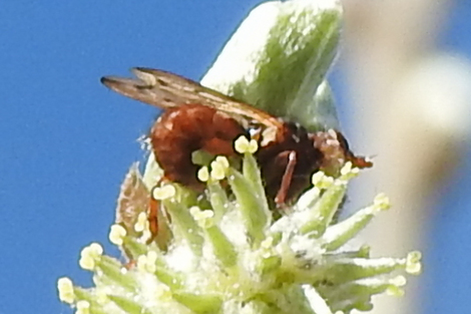 Myopa