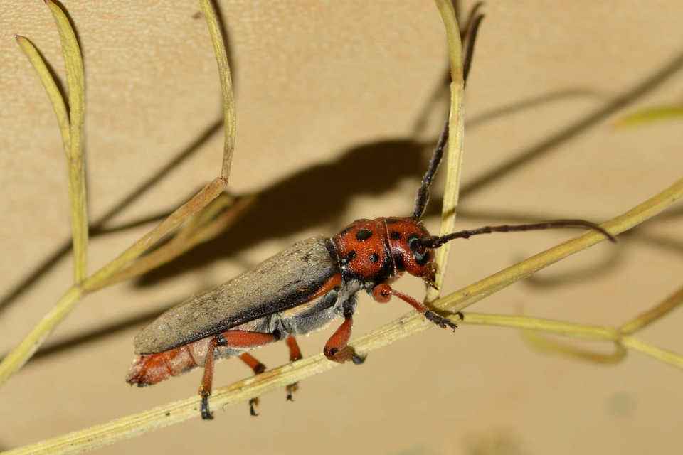 Phytoecia rubropunctata