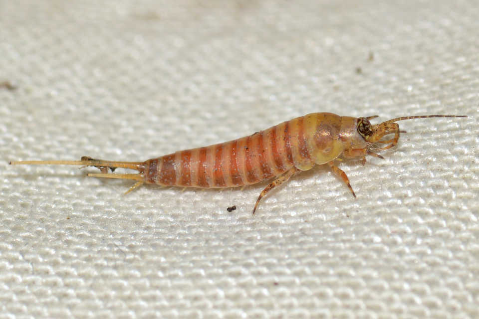 Archaeognatha - Ugróősrovarok