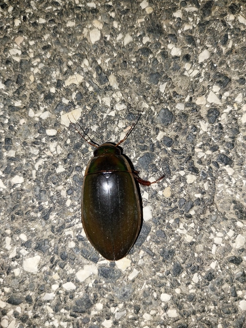Dytiscus dimidiatus - tompacsípős csíkbogár