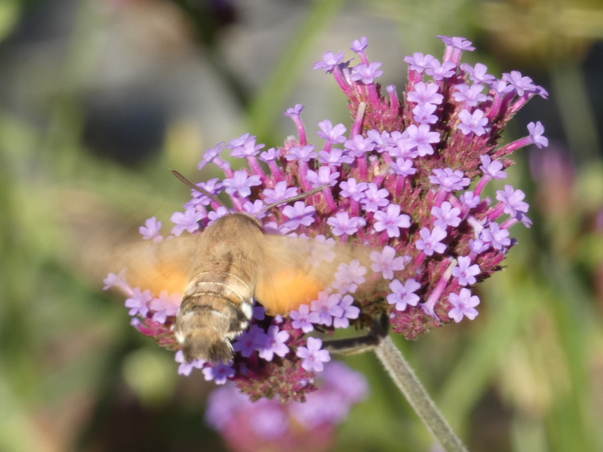Macroglossum stellatarum - kacsafarkú szender