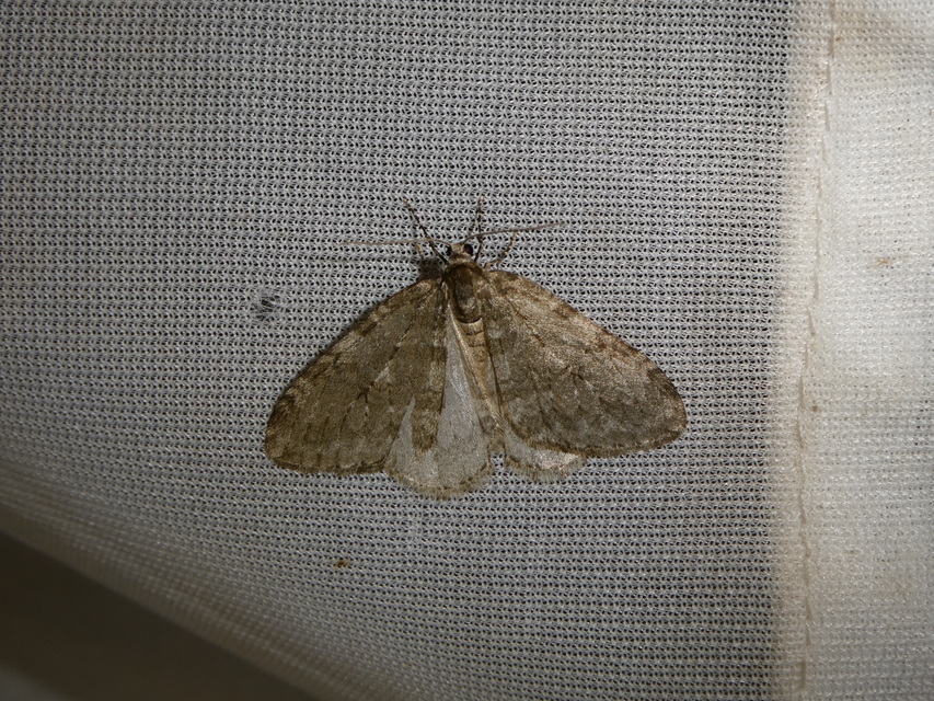 Epirrita christyi/dilutata
