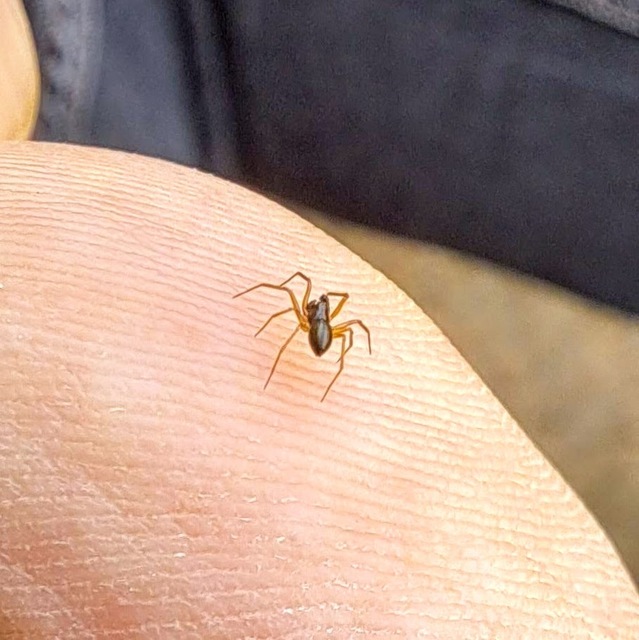 Araneae - Pókok