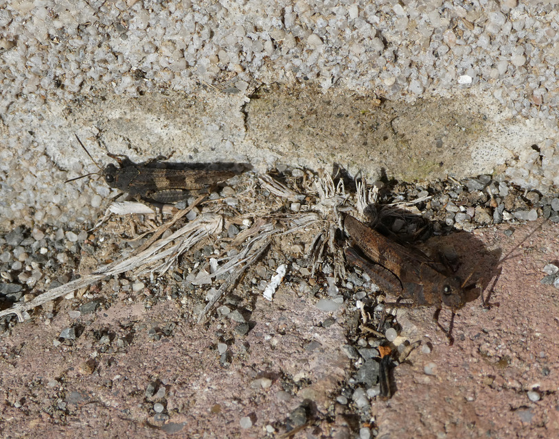 Oedipoda caerulescens - kékszárnyú sáska