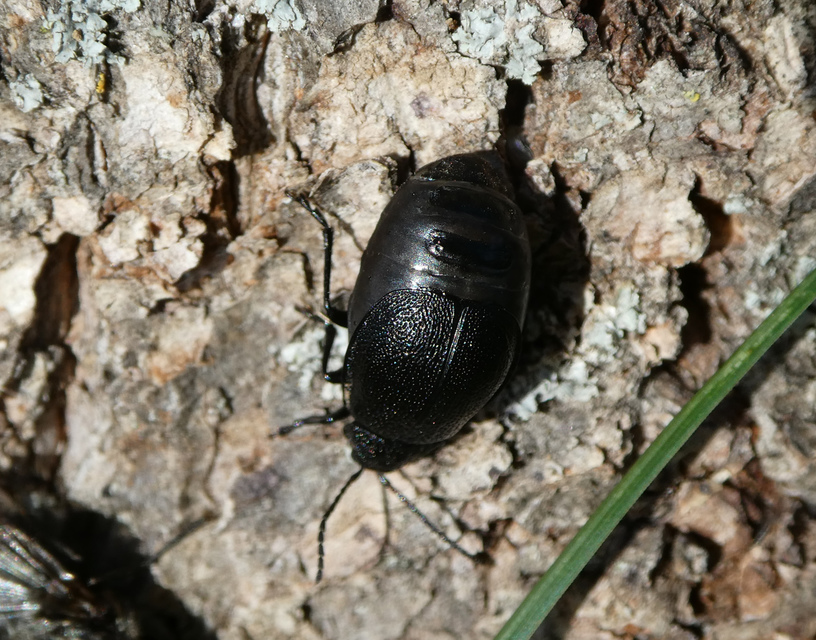 Galeruca tanaceti - fekete olajosbogár