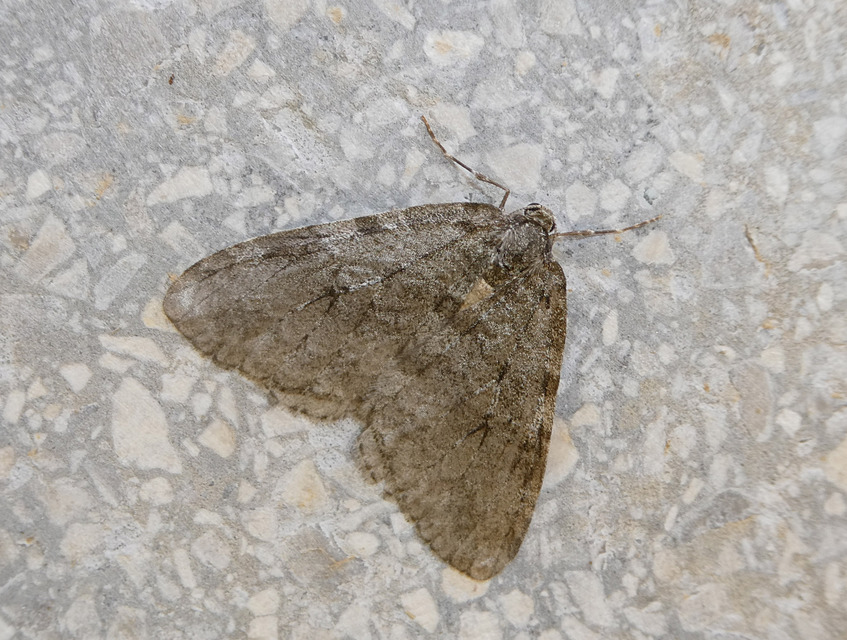 Epirrita christyi/dilutata