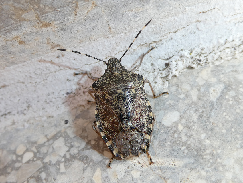 Rhaphigaster nebulosa - bencepoloska