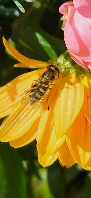 Eupeodes