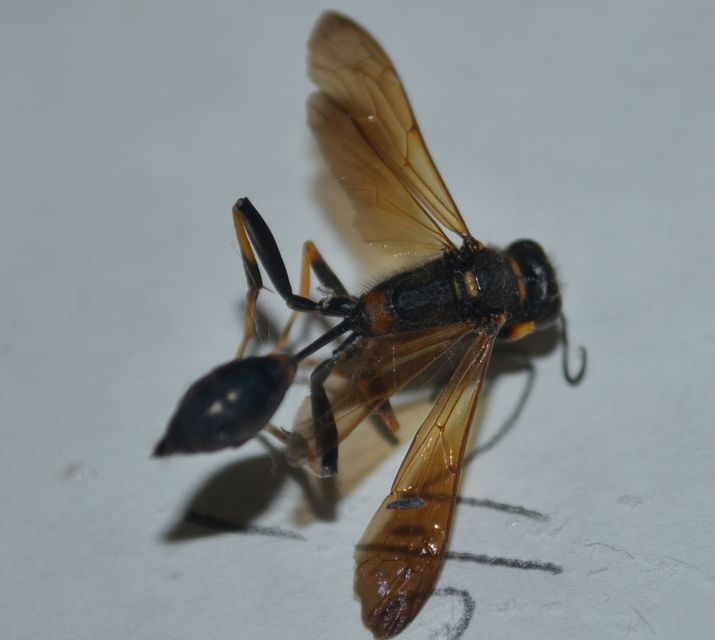 Sceliphron caementarium - feketenyelű lopódarázs
