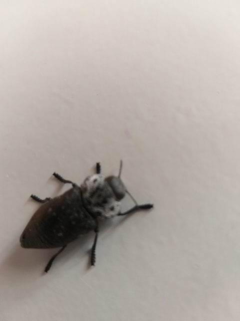 Capnodis tenebrionis - kökény-tükrösdíszbogár
