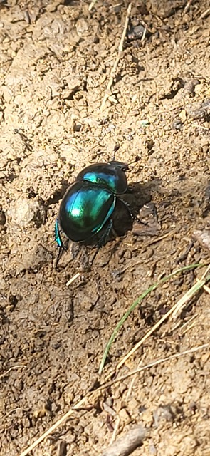 Trypocopris vernalis - tavaszi álganéjtúró