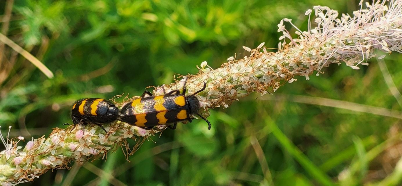 Mylabris variabilis - szalagos hólyaghúzó Mylabris variabilis - szalagos hólyaghúzó