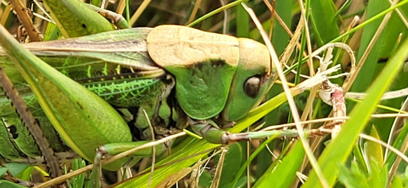 Decticus verrucivorus - szemölcsevő szöcske
