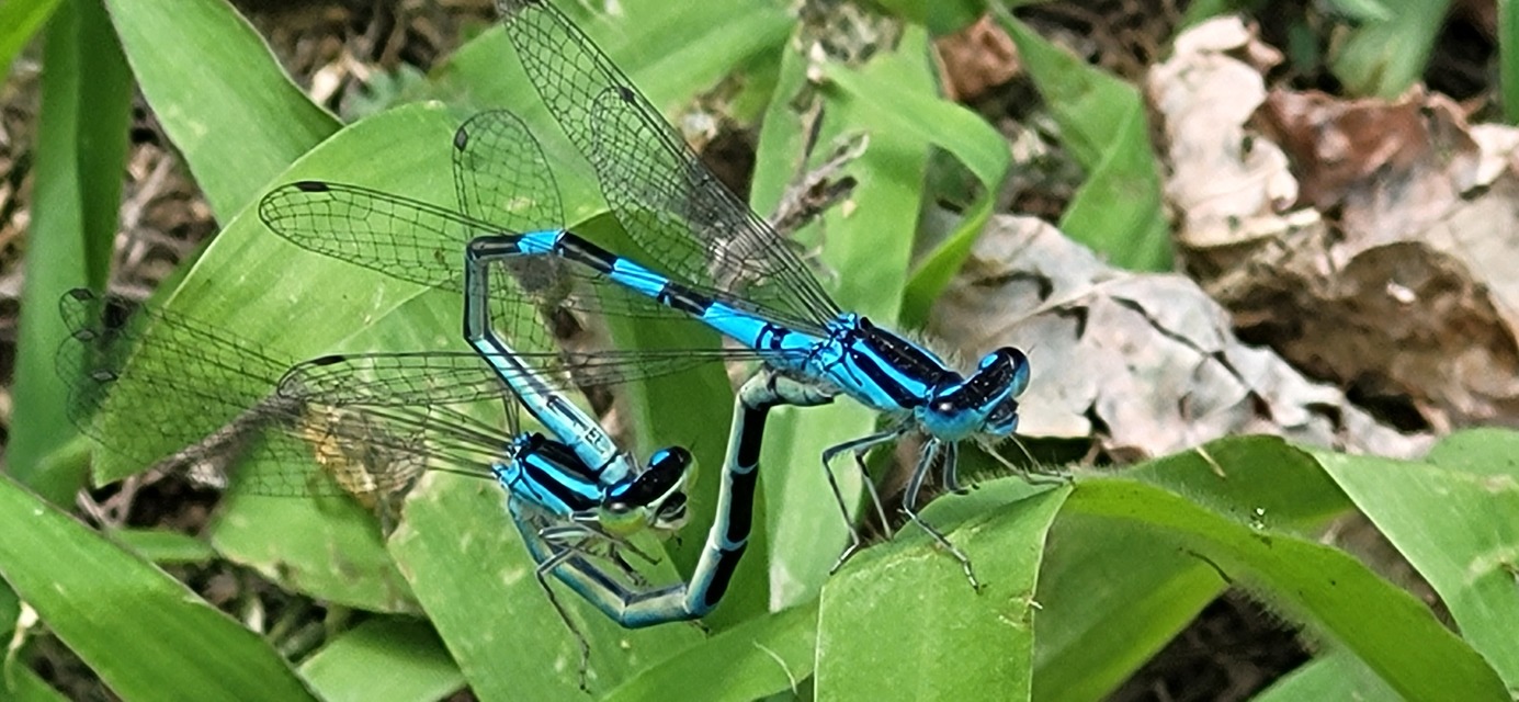 Coenagrion scitulum - mediterrán légivadász