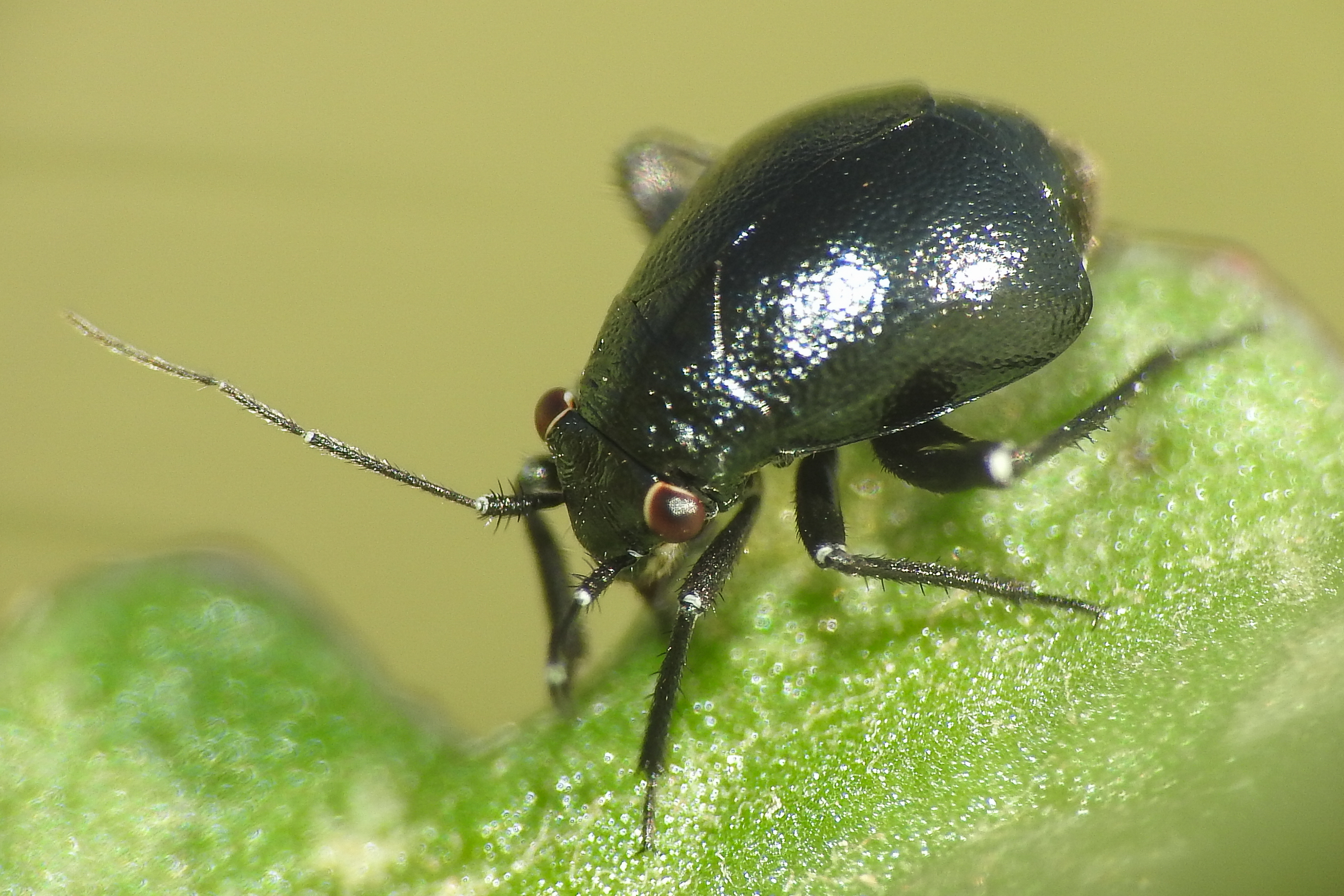 Euryopicoris nitidus