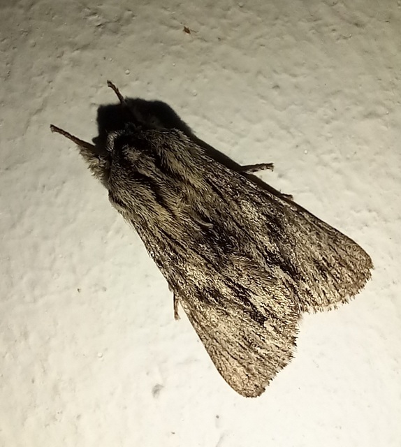 Asteroscopus sphinx - csillagnéző bundásbagoly